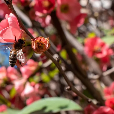 Epidami Hotel Kashari
